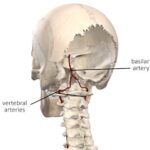Servikal Omurganın Anatomisi ve servikal lordoz eğrisini gösteren boyun omurgası görseli