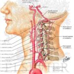 Servikal Omurganın Anatomisi ve servikal lordoz eğrisini gösteren boyun omurgası görseli