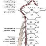 Servikal Omurganın Anatomisi ve servikal lordoz eğrisini gösteren boyun omurgası görseli