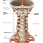 Servikal Omurganın Anatomisi ve servikal lordoz eğrisini gösteren boyun omurgası görseli