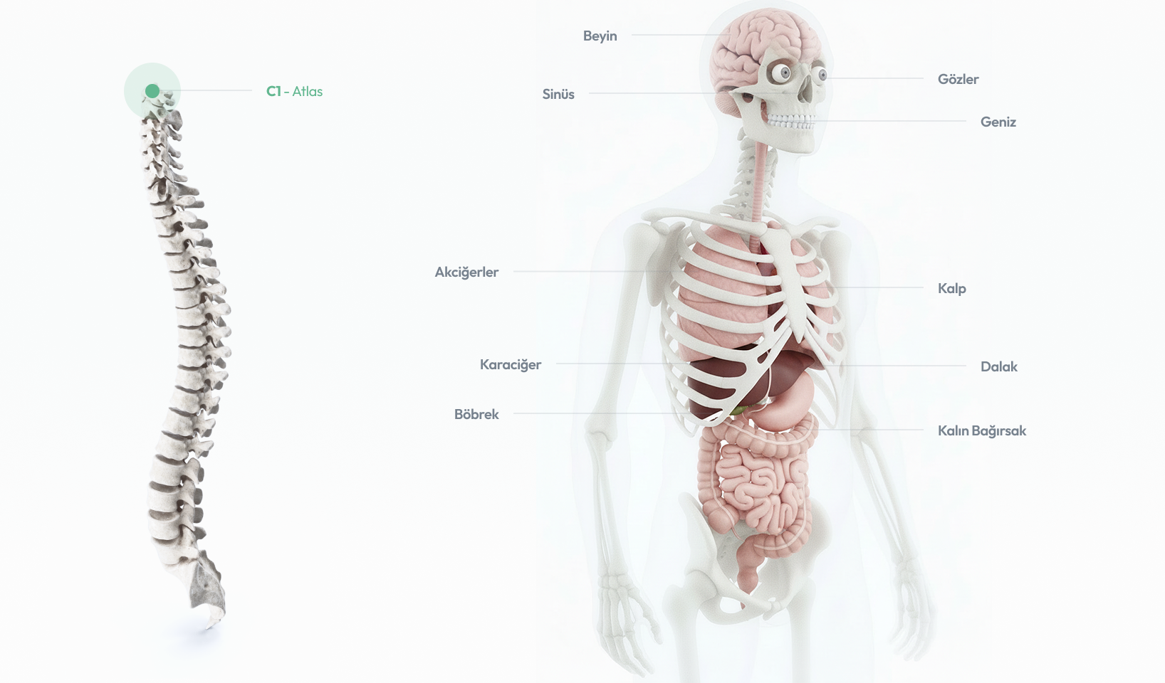 C1 Atlas omurunun baş ve boyun dengesiyle ilişkisini gösteren anatomik görsel