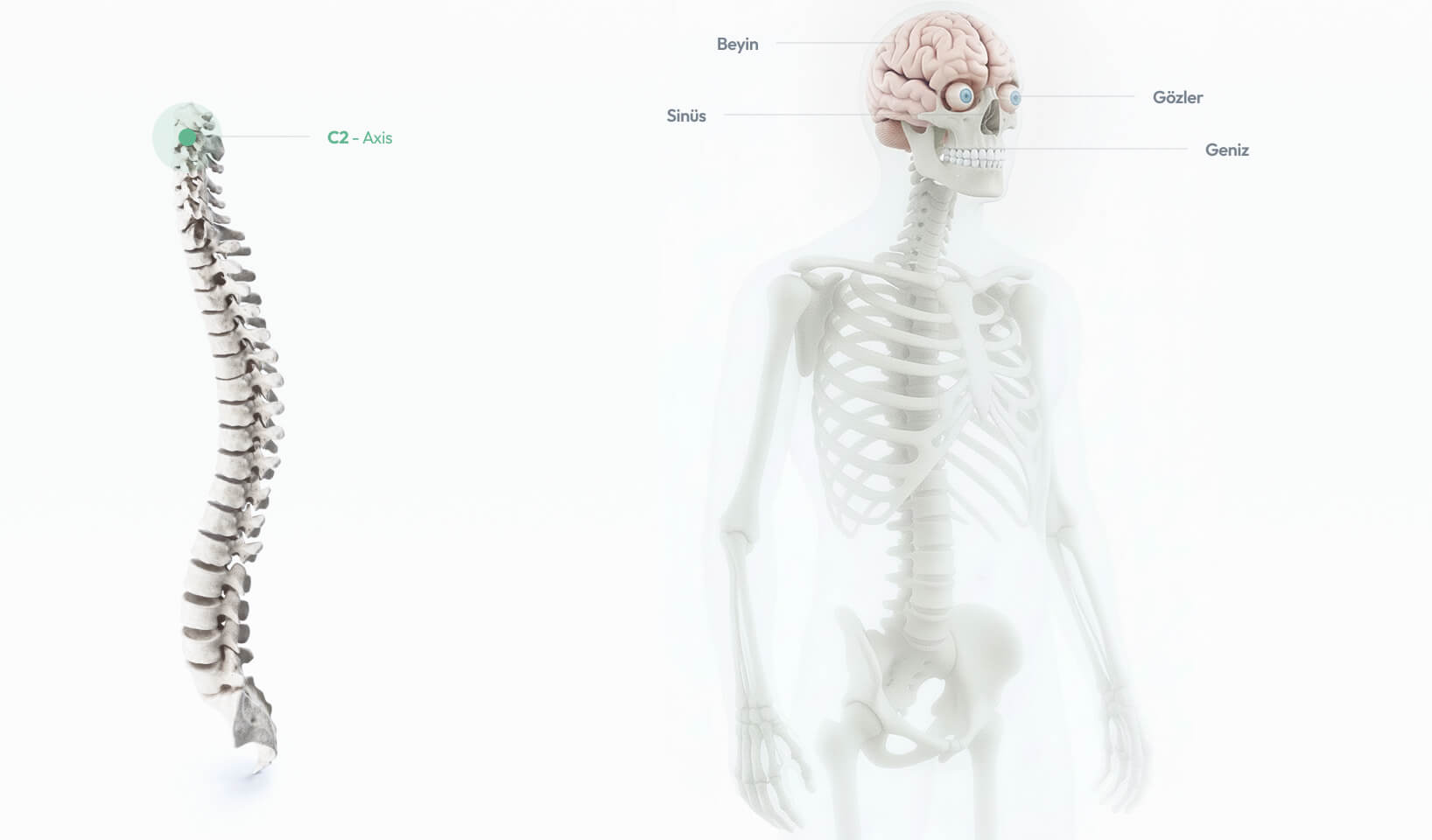 C2 Axis omurunun baş hareketi ve yüz–göz–kulak bölgesiyle ilişkisini gösteren anatomik görsel