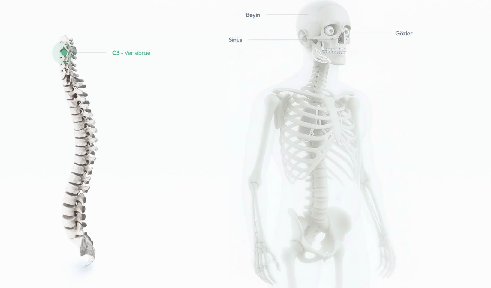 C3 – Vertebrae omurunun yüz kasları, dış kulak bölgesi ve çene yapılarıyla bağlantılarını gösteren anatomik ilustrasyon