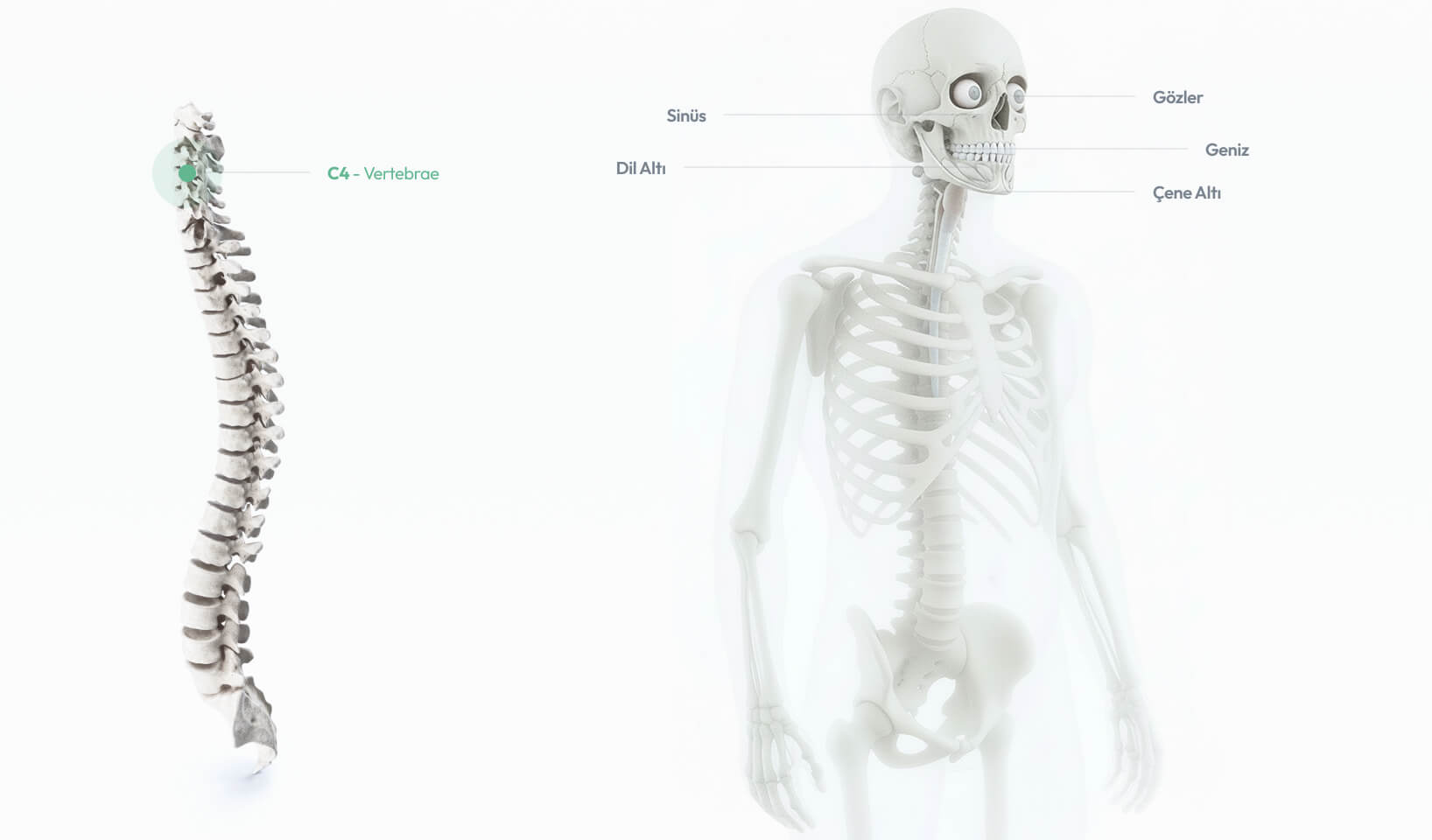 C4 – Vertebrae omurunun burun, ağız çevresi kasları ve Östaki tüpüyle bağlantılarını gösteren anatomik görsel