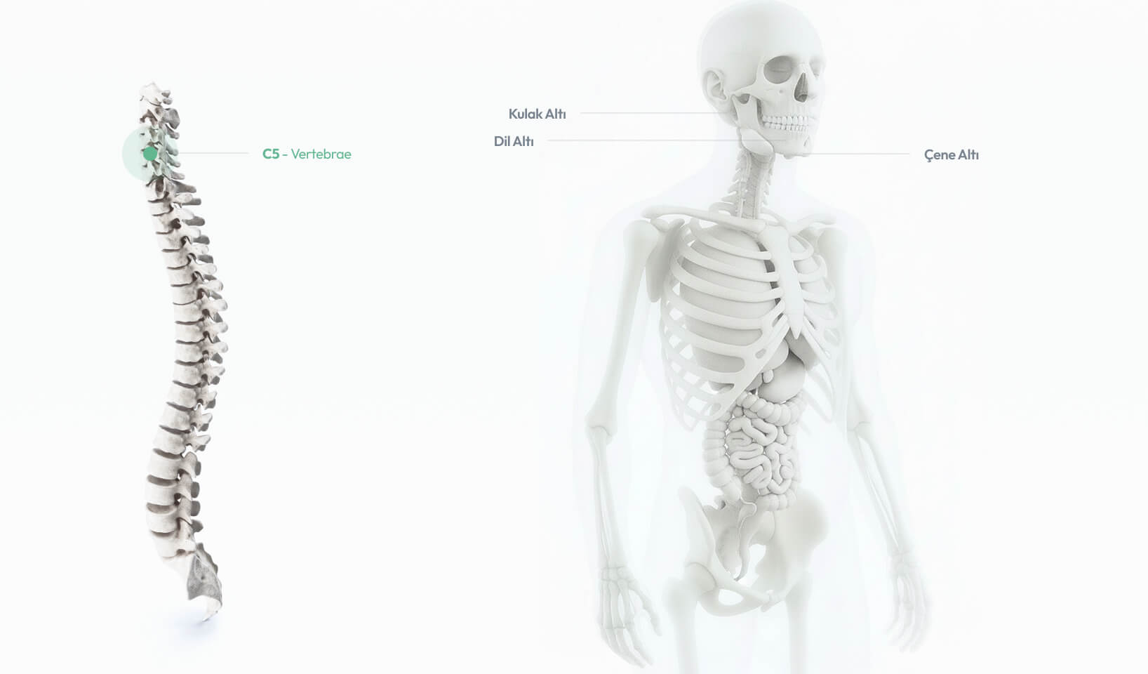 C5 – Vertebrae omurunun ses telleri, yutak ve boyun çevresiyle bağlantılarını gösteren anatomik illustrasyon