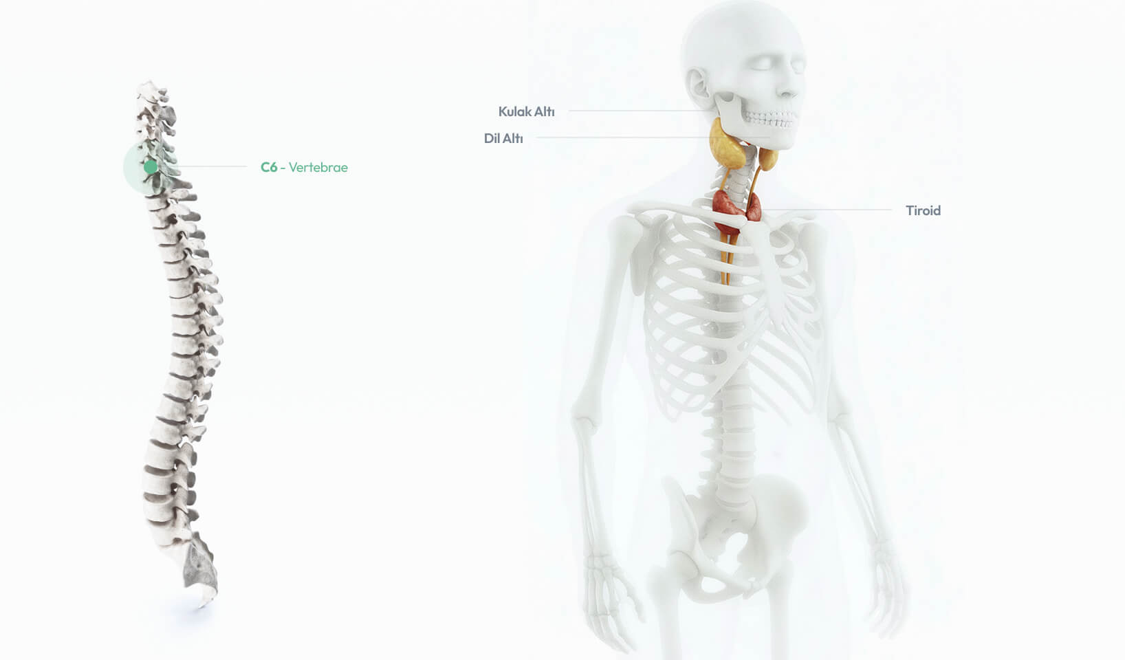 C6 – Vertebrae omurunun boyun kasları, omuz kuşağı ve üst kol bağlantılarıyla ilişkisini gösteren anatomik çizim