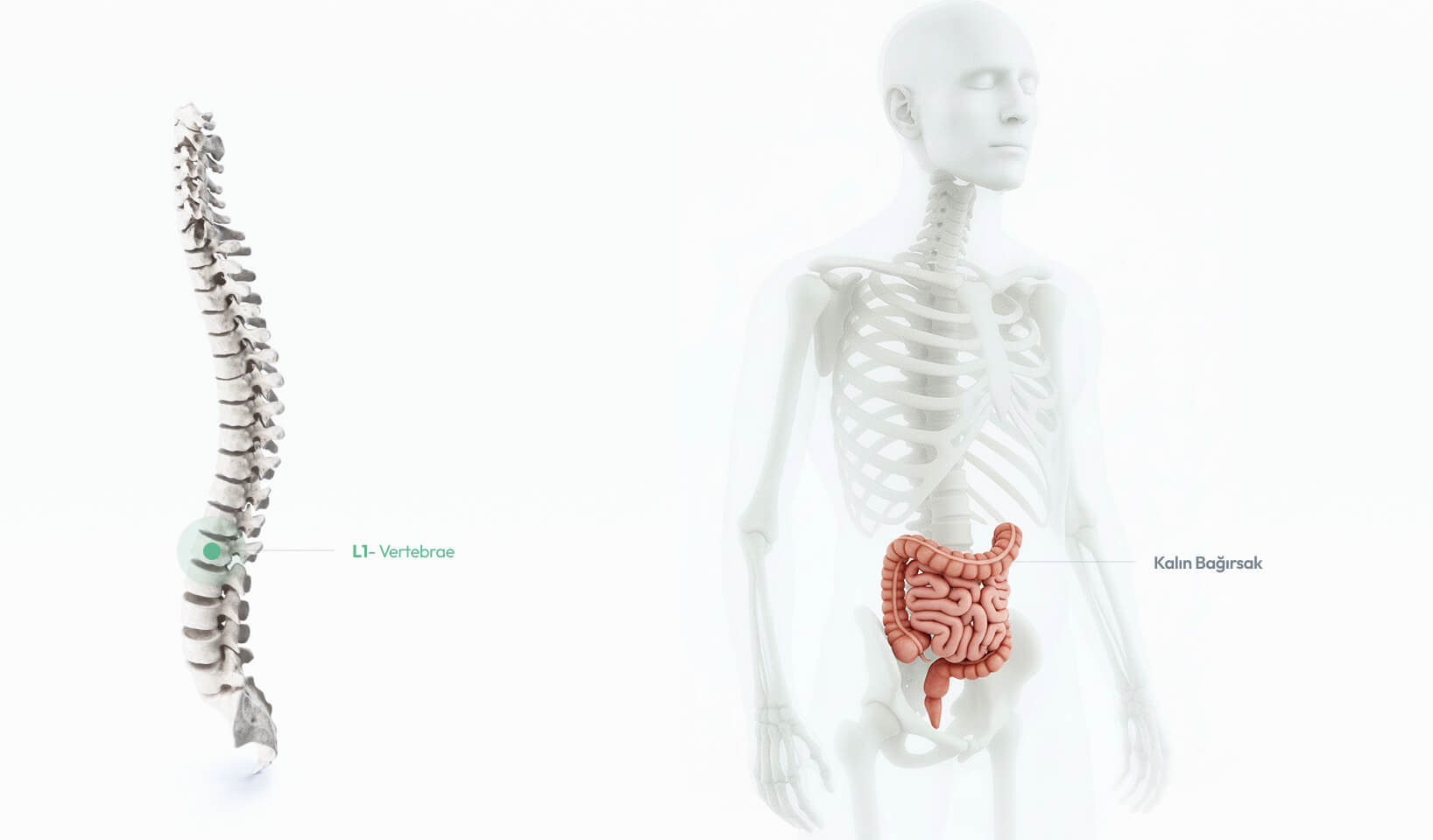 L1 – Vertebrae omurunun kolon, kasık bölgesi ve alt karın kaslarıyla bağlantılarını gösteren anatomik görsel