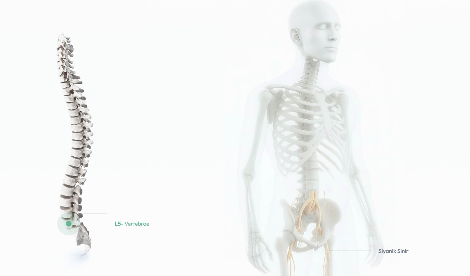L5 – Vertebrae omurunun alt bacak, ayak bileği, ayak tabanı ve parmaklarla bağlantılarını gösteren anatomik görsel