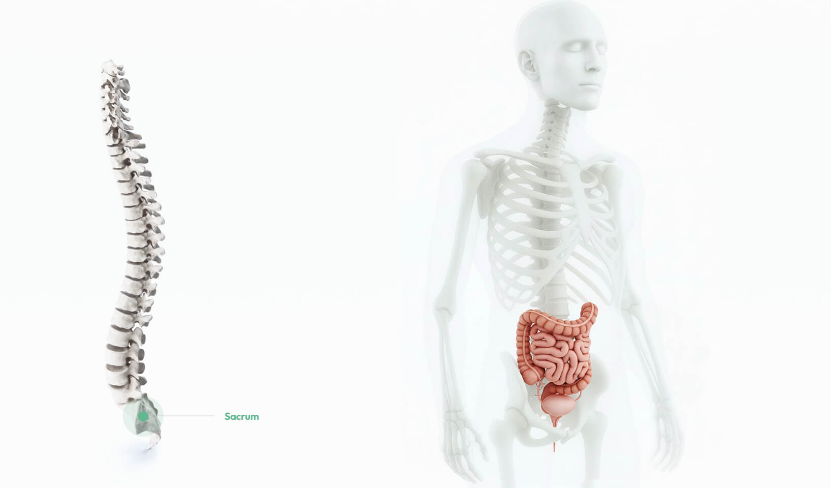 Sacrum omurunun pelvis ve kalça yapılarıyla ilişkisini gösteren anatomik görsel