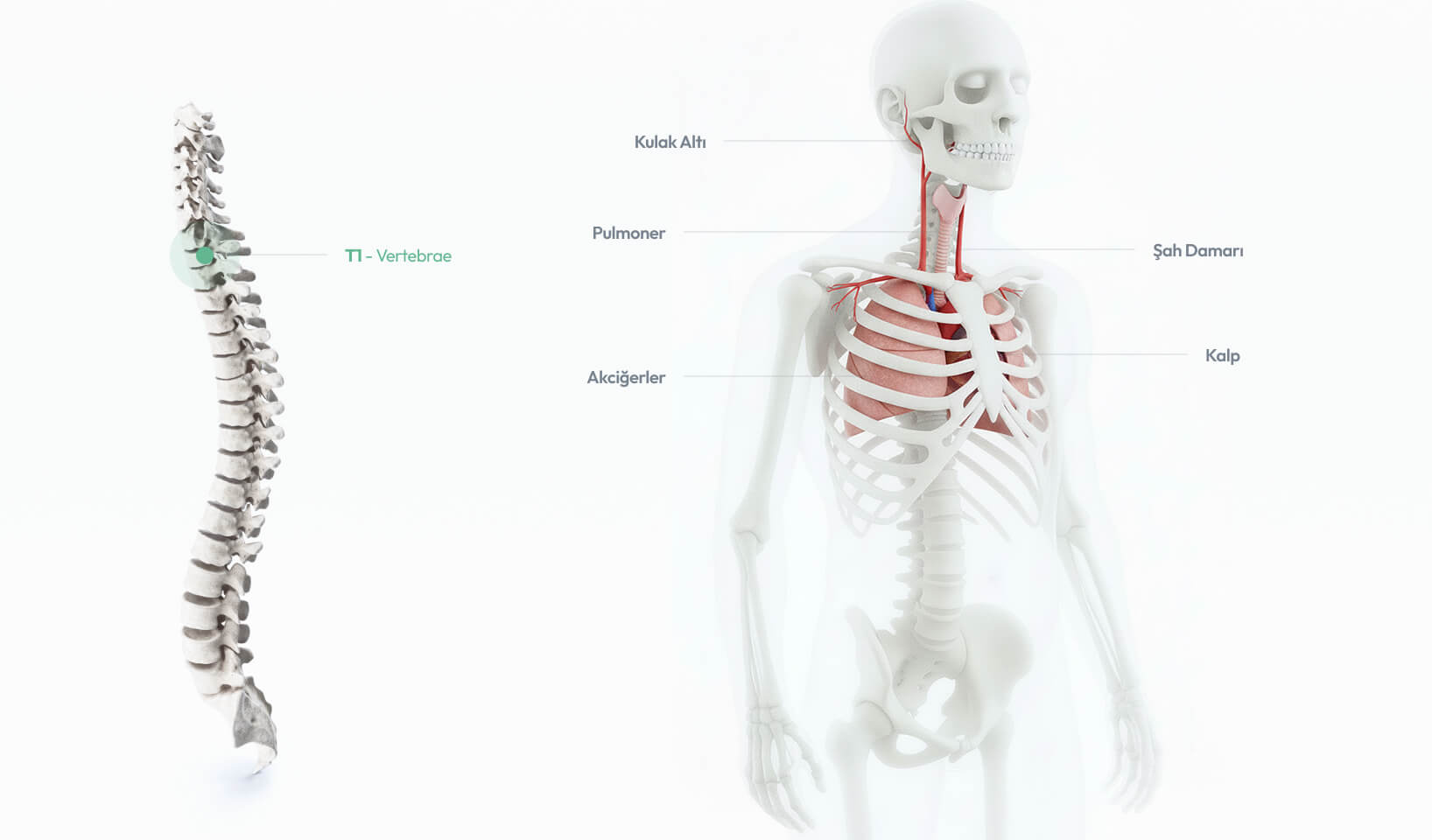 T1 omurunun kol sinirleri ve üst göğüs bölgesiyle ilişkisini gösteren anatomik görsel