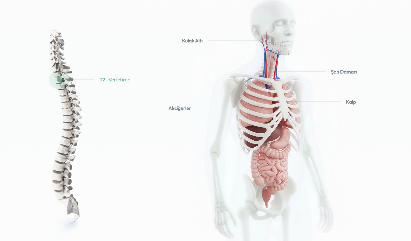 T2 omurunun kalp çevresi yapılar ve üst göğüs bölgesiyle ilişkisini gösteren anatomik görsel