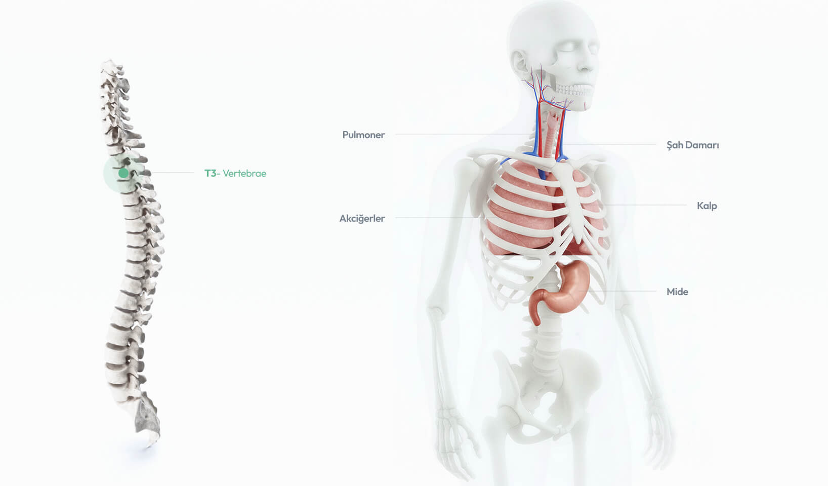 T3 omurunun akciğerler, bronşlar ve göğüs ön duvarıyla ilişkisini gösteren anatomik görsel