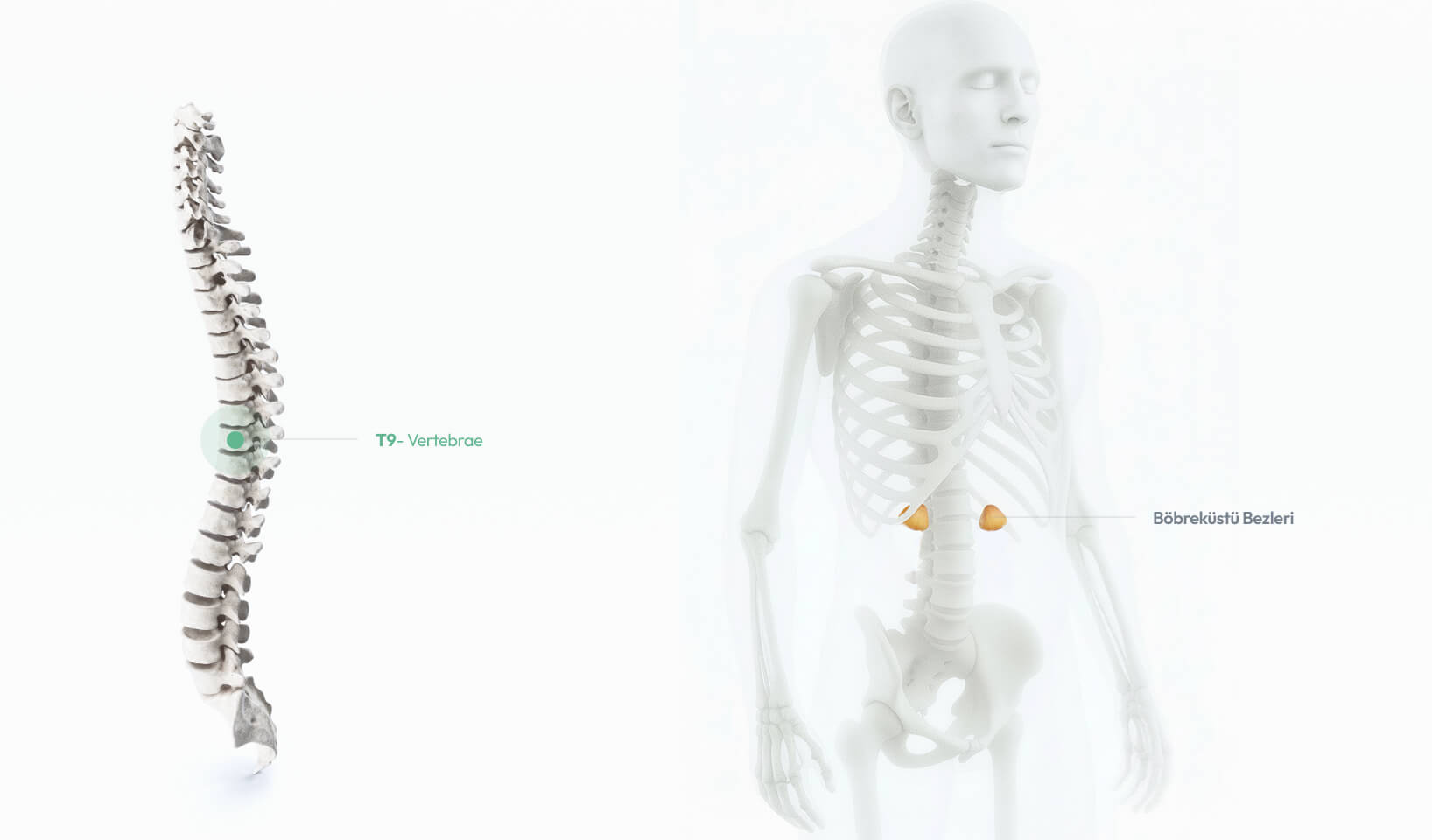 T9 – Vertebrae: Böbrek üstü bezleri ve alt torakal omurgayla ilişkili sinir-kas bağlantılarını gösteren anatomik ilustrasyon.